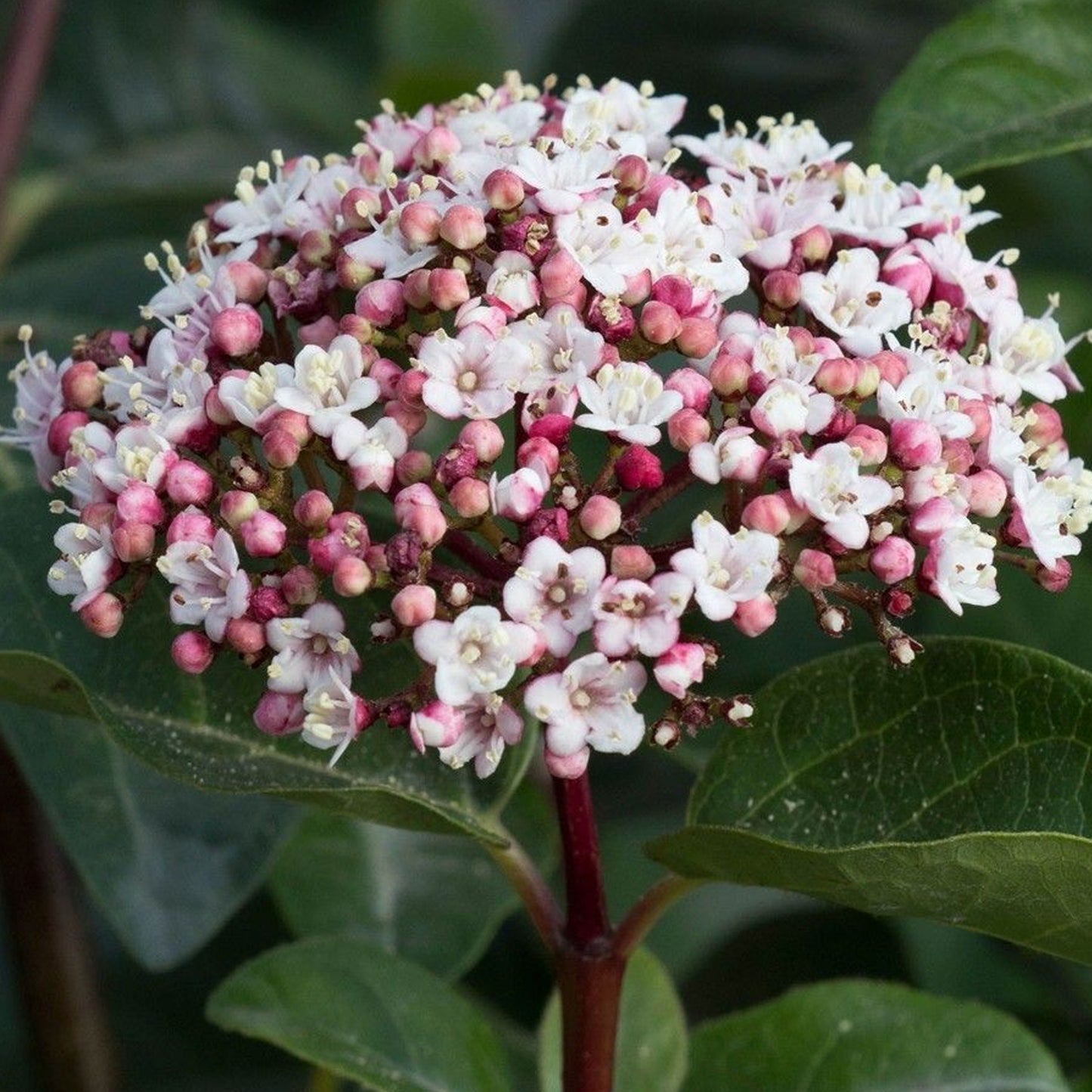 Viburnum Lisarose