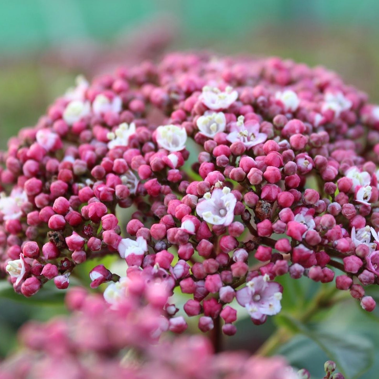 Viburnum Lisarose