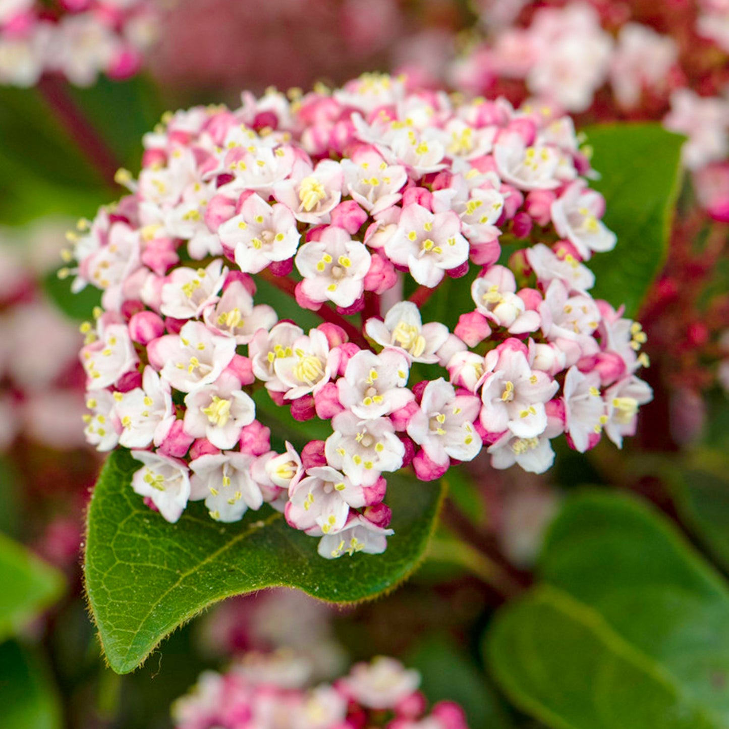 Viburnum Lisarose