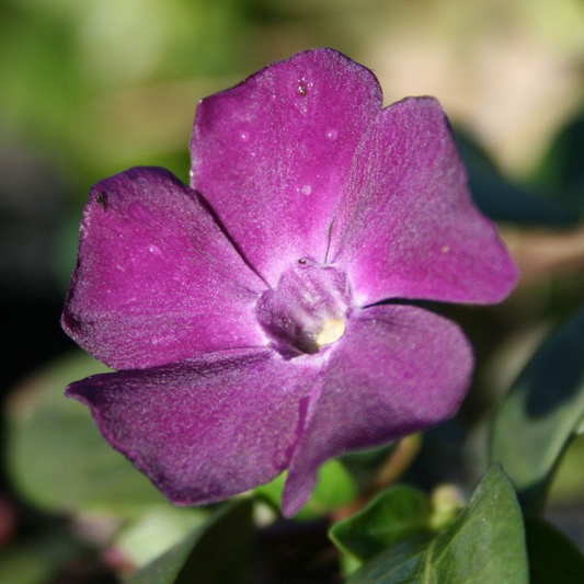 Vinca Atropurpurea (9cm)
