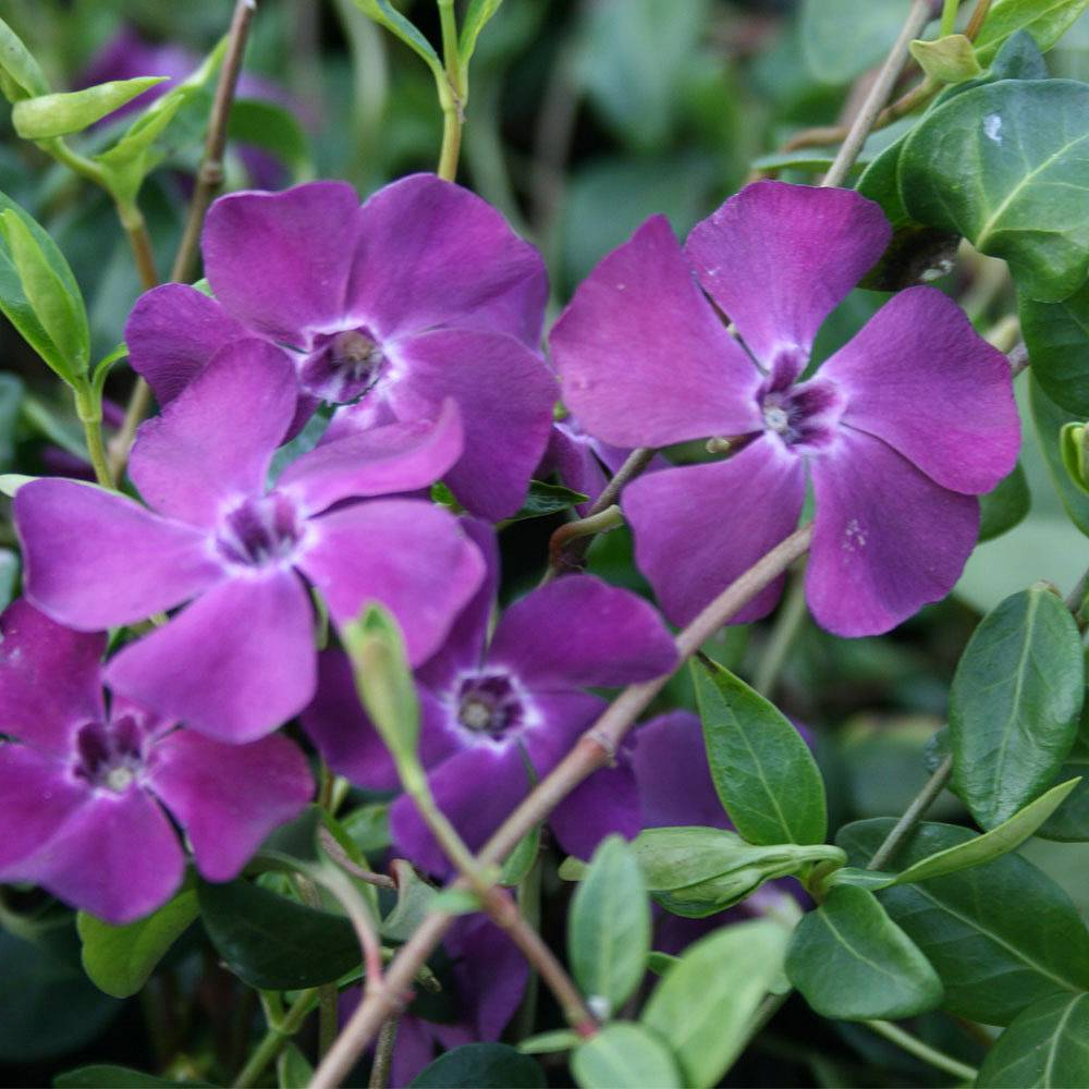 Vinca Atropurpurea (9cm)
