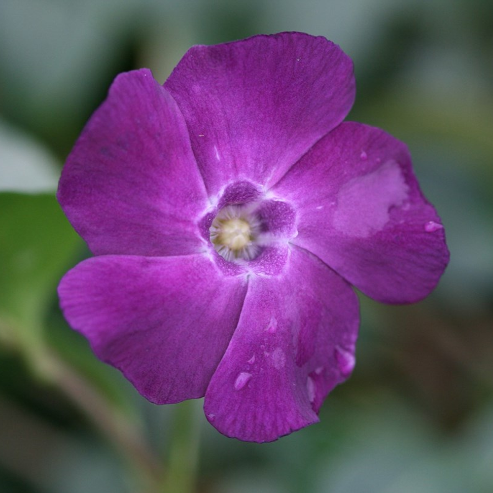 Vinca Atropurpurea (9cm)