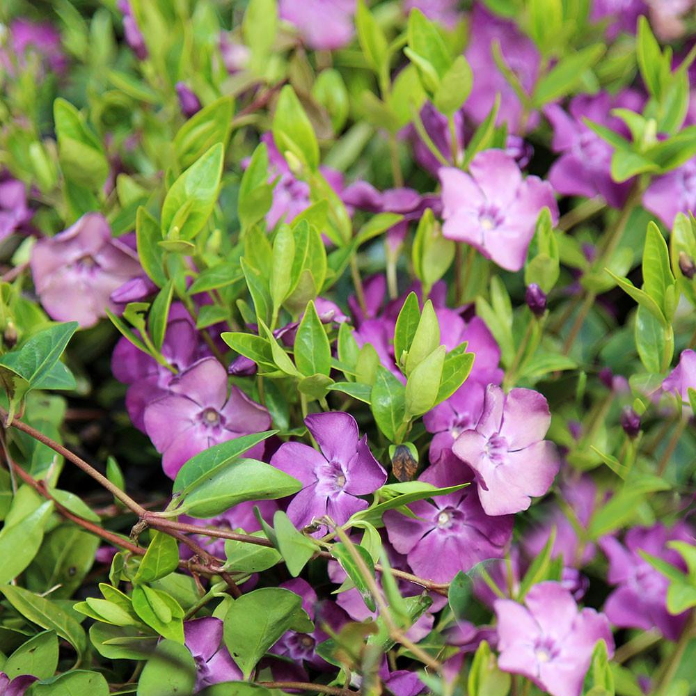 Vinca Atropurpurea (9cm)