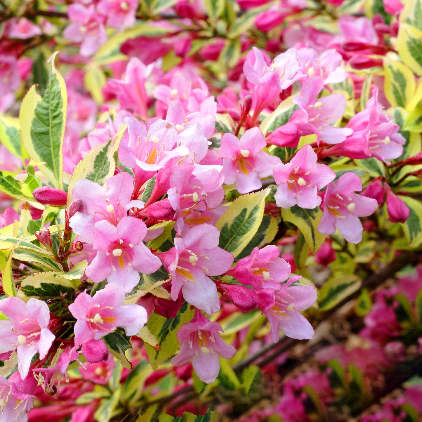 Weigela Magical Rainbow