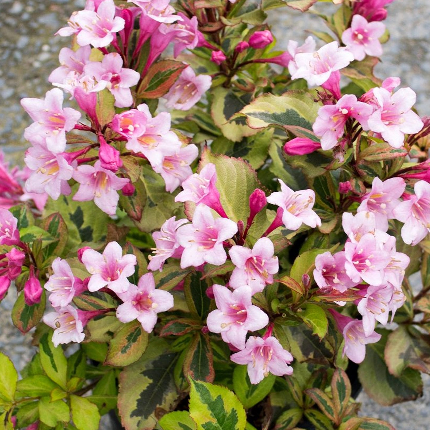 Weigela Magical Rainbow