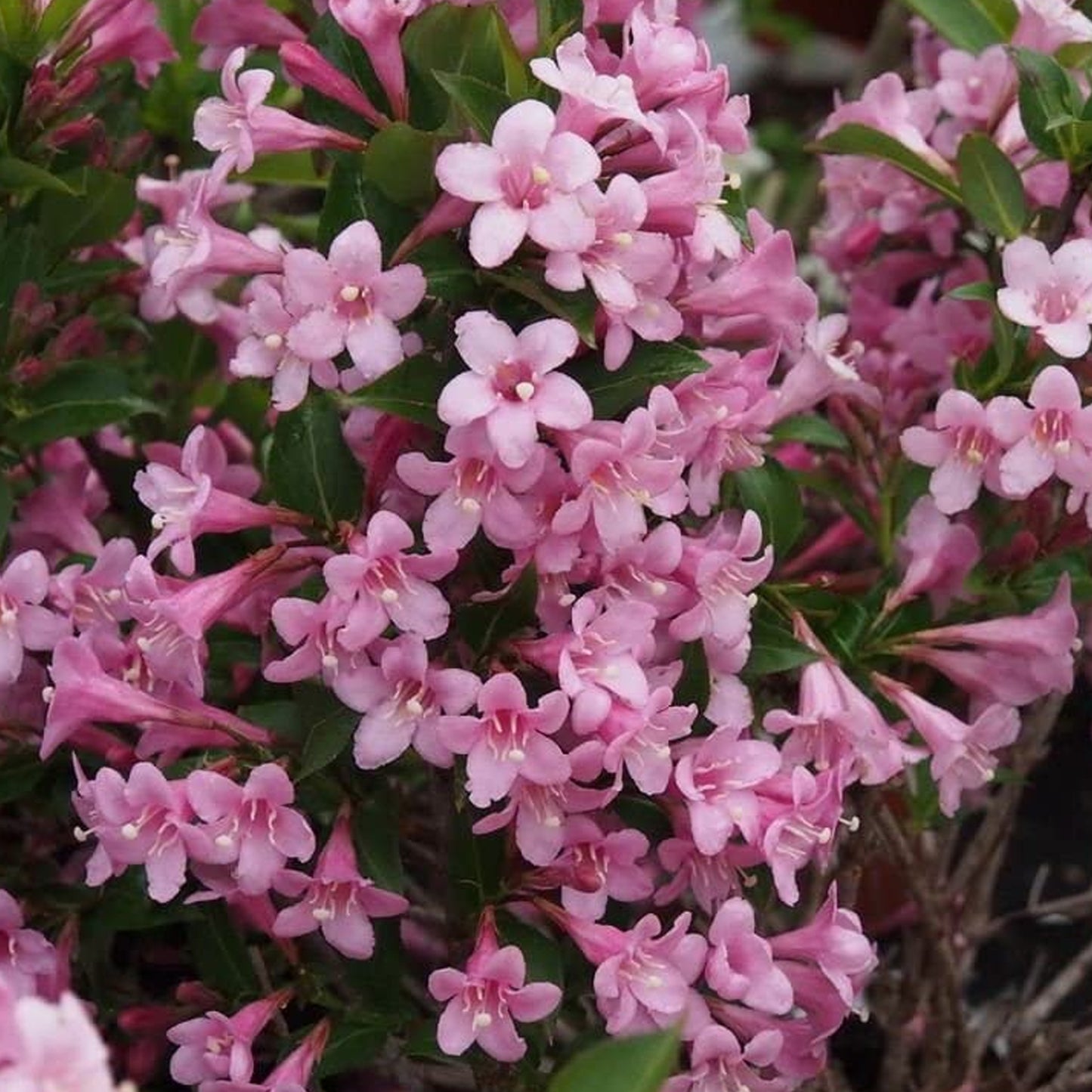 Weigela Magical Rainbow