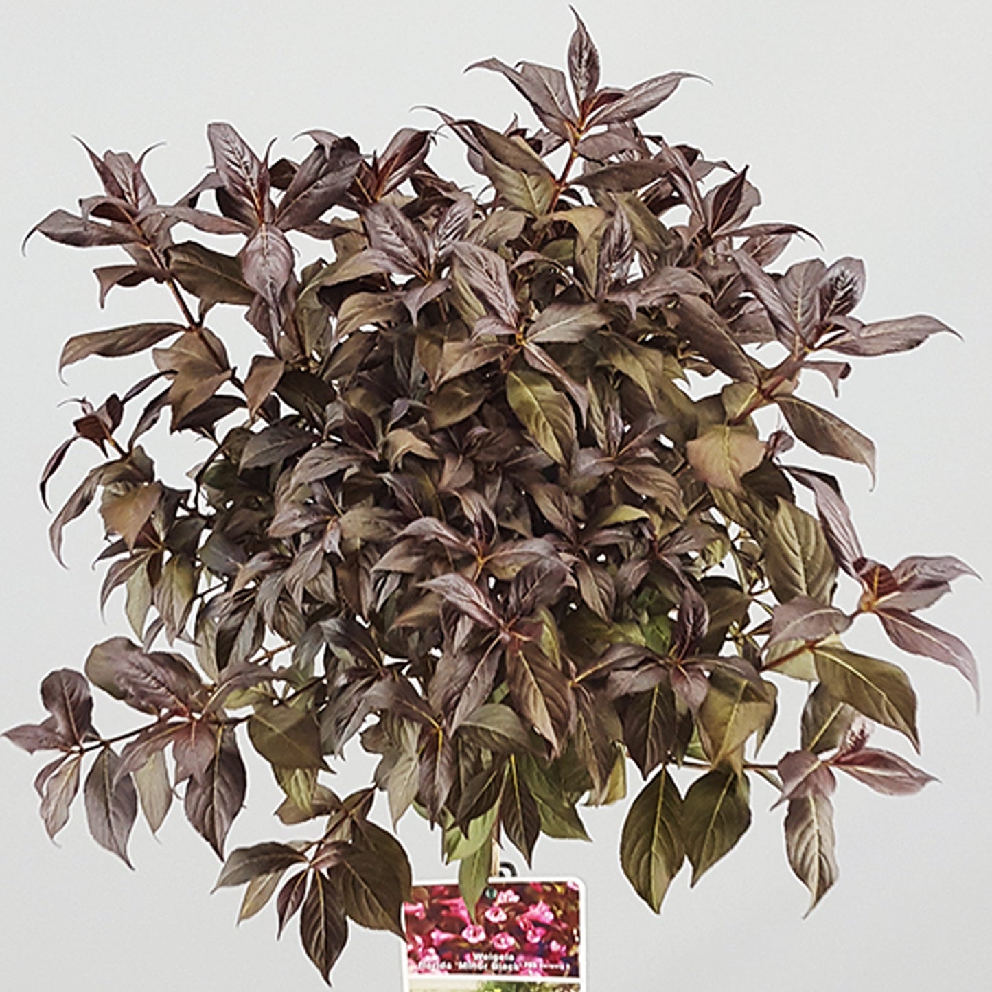 Weigela Minor Black Patio Tree