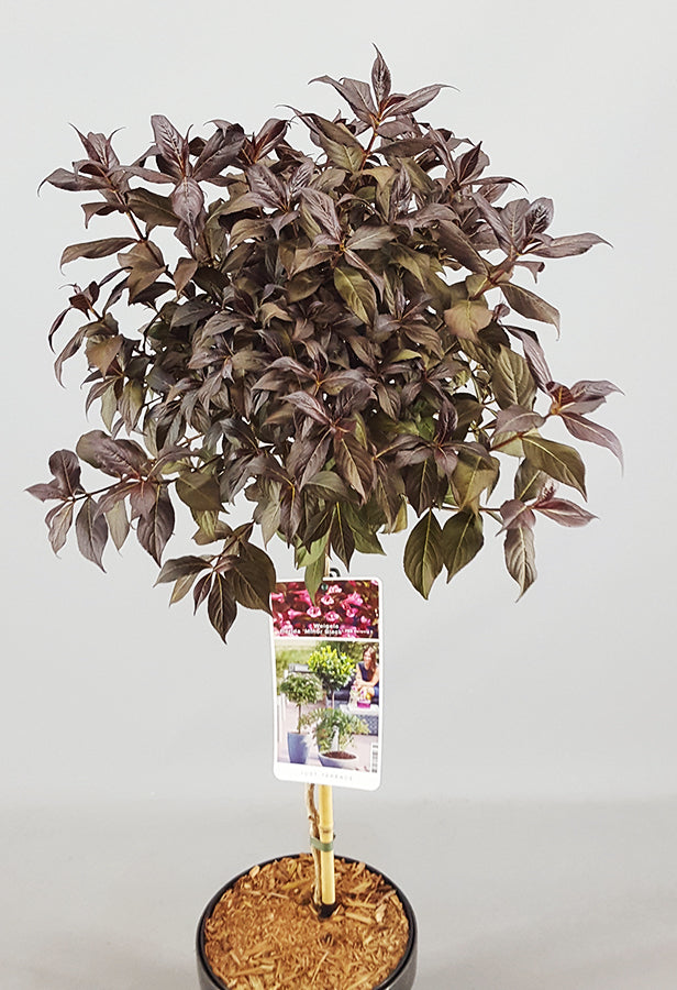 Weigela Minor Black Patio Tree