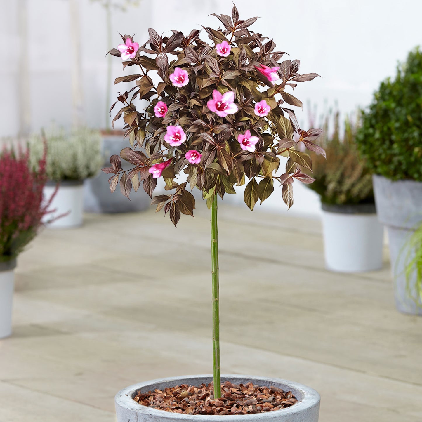 Weigela Minor Black Patio Tree