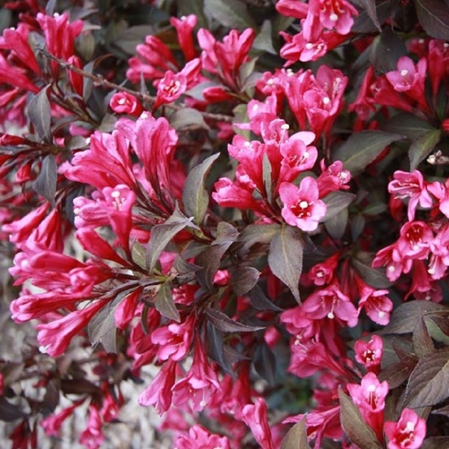 Weigela Minor Black Patio Tree