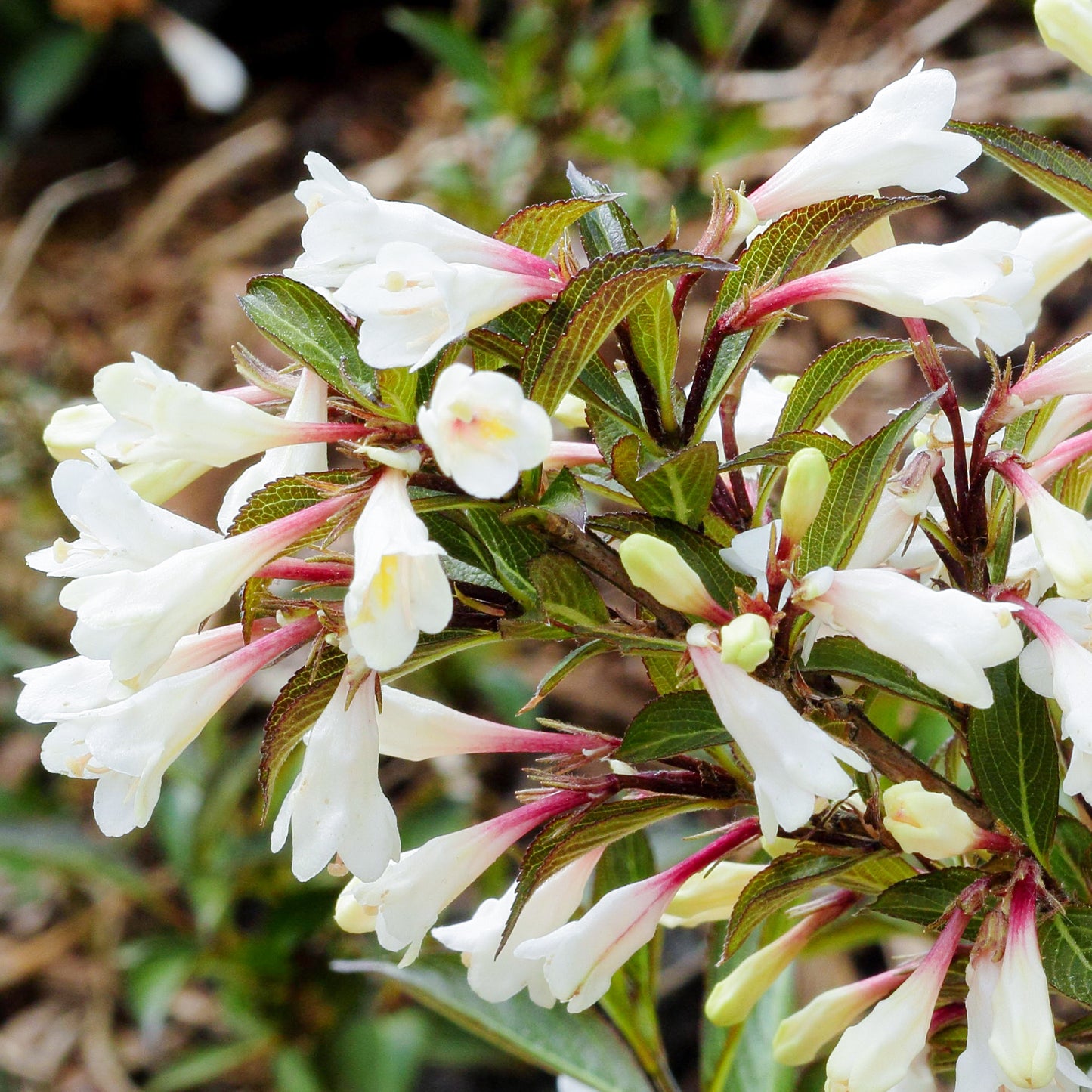 Weigela Black & White