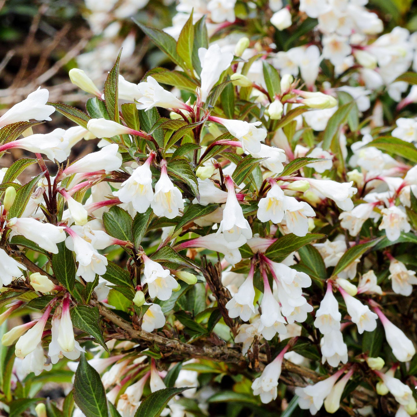 Weigela Black & White