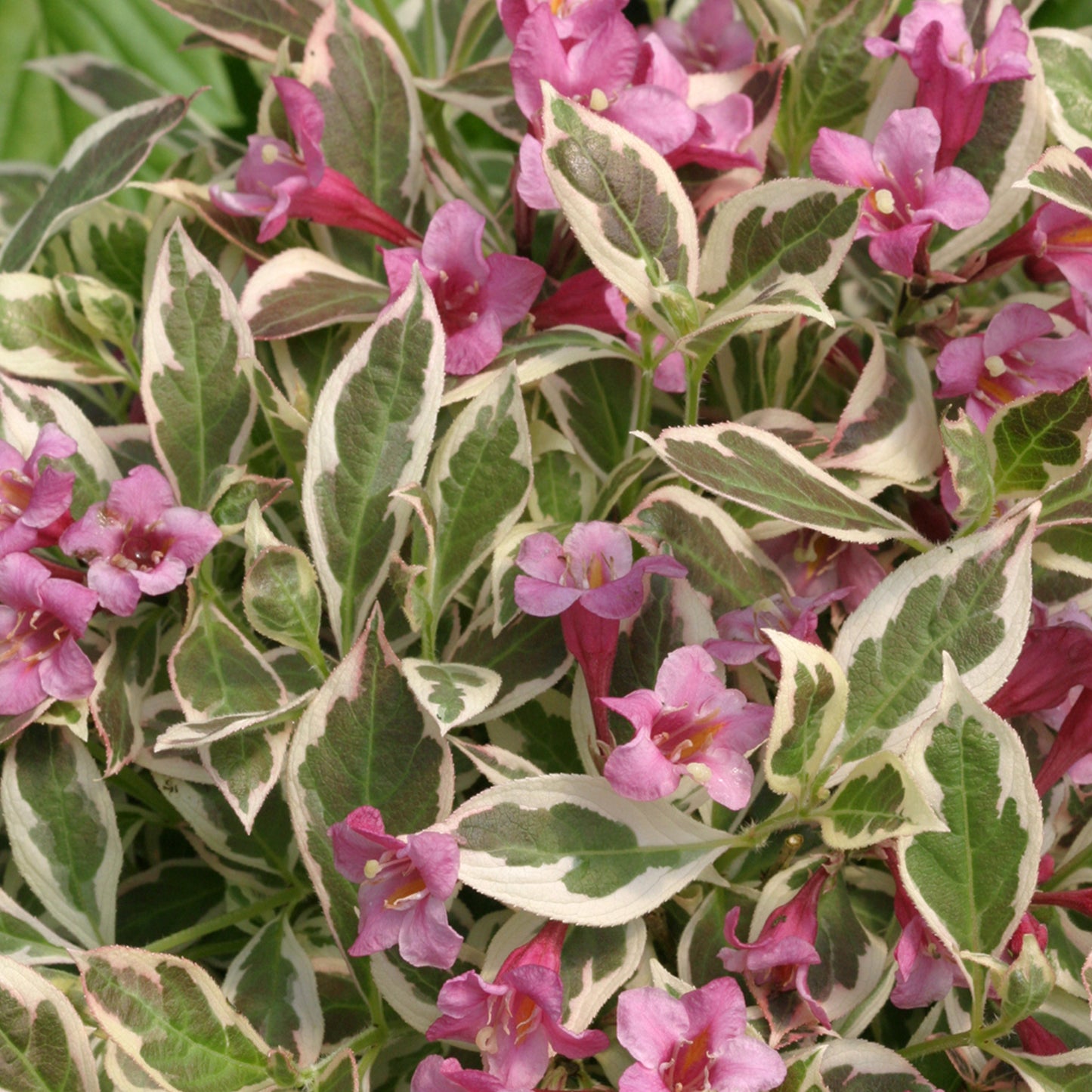 Weigela Monet