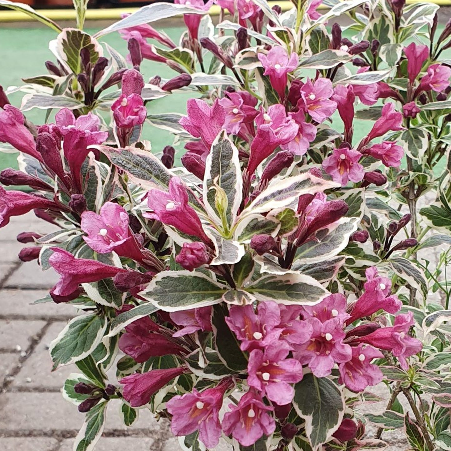 Weigela Monet