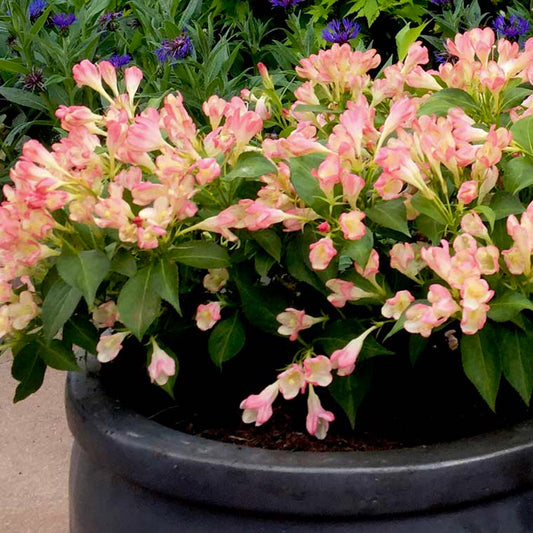 Weigela All Summer Peach