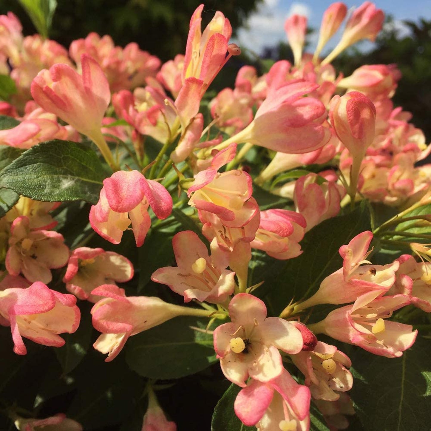 Weigela All Summer Peach