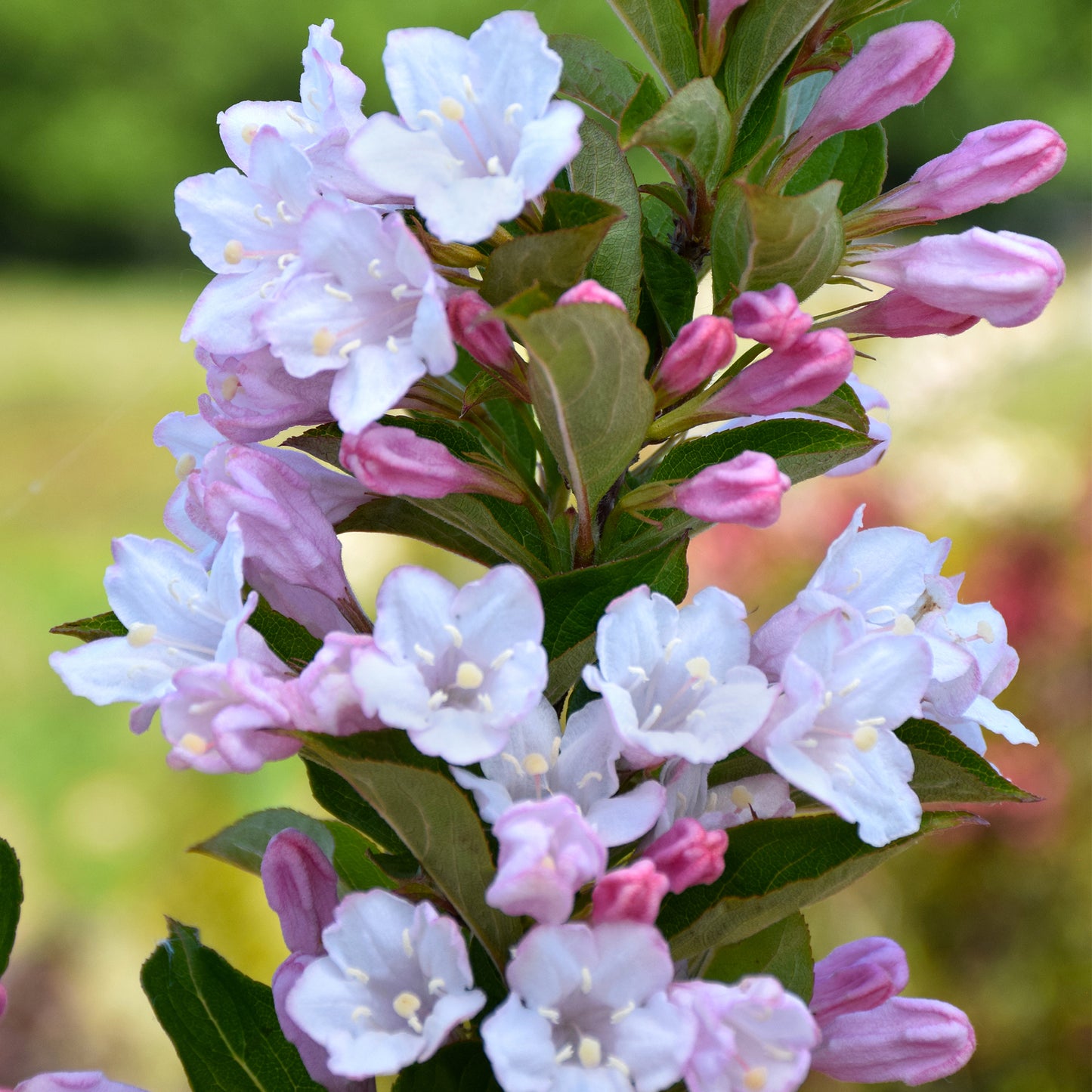 Weigela Apple Blossom