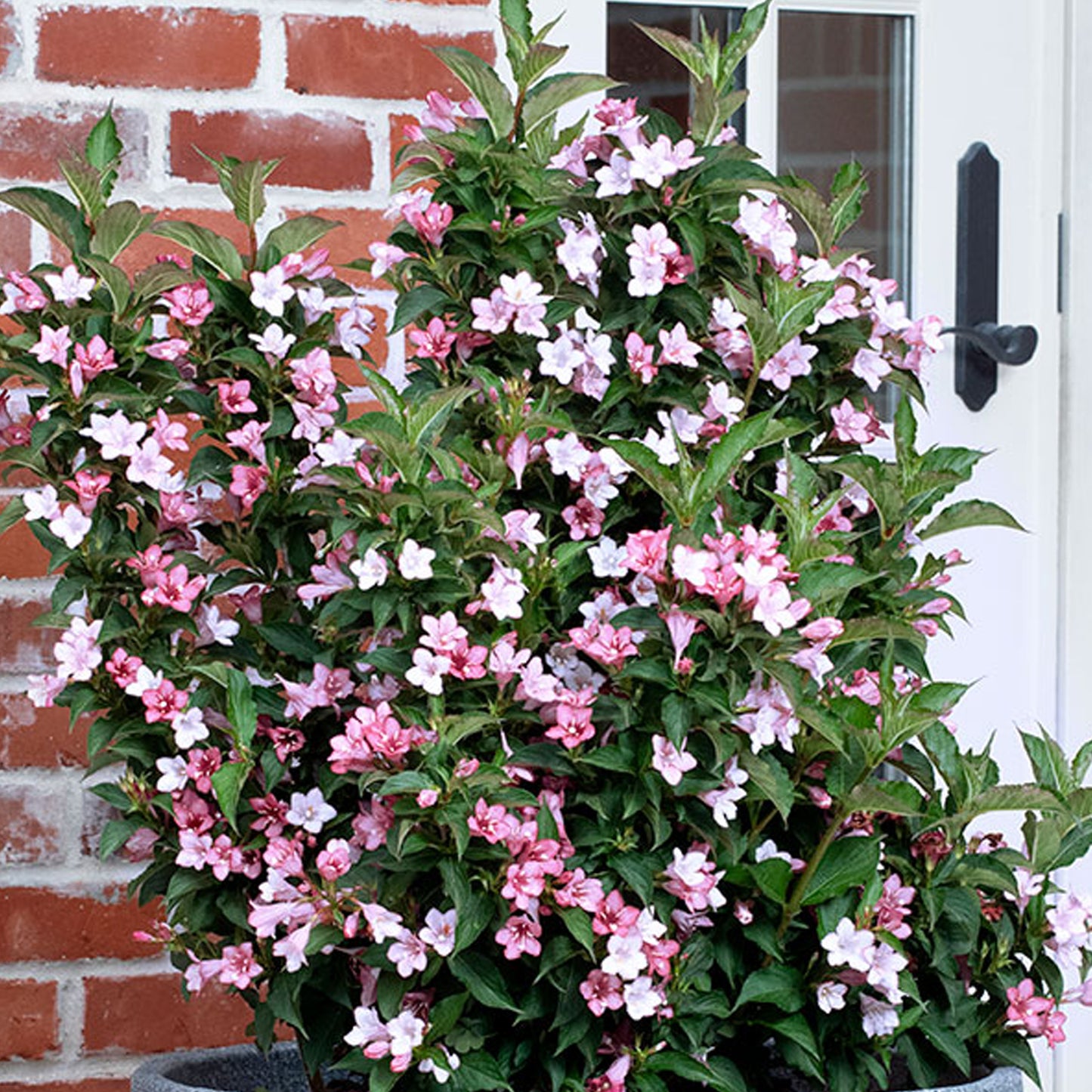 Weigela Apple Blossom