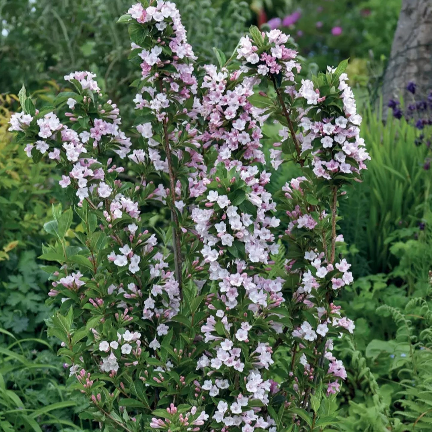 Weigela Apple Blossom