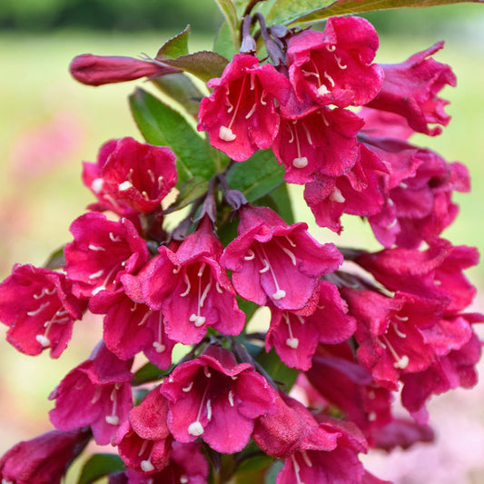 Weigela Cherry