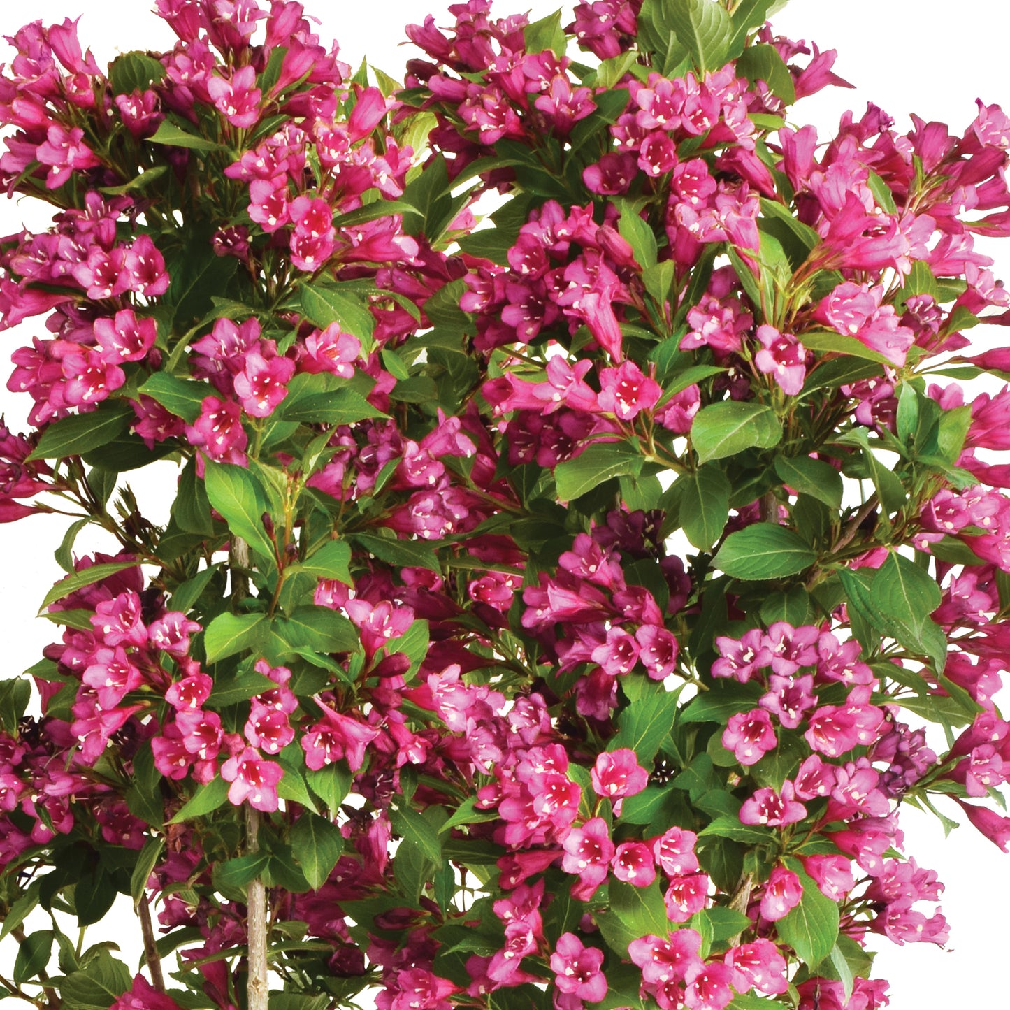 Weigela Cherry