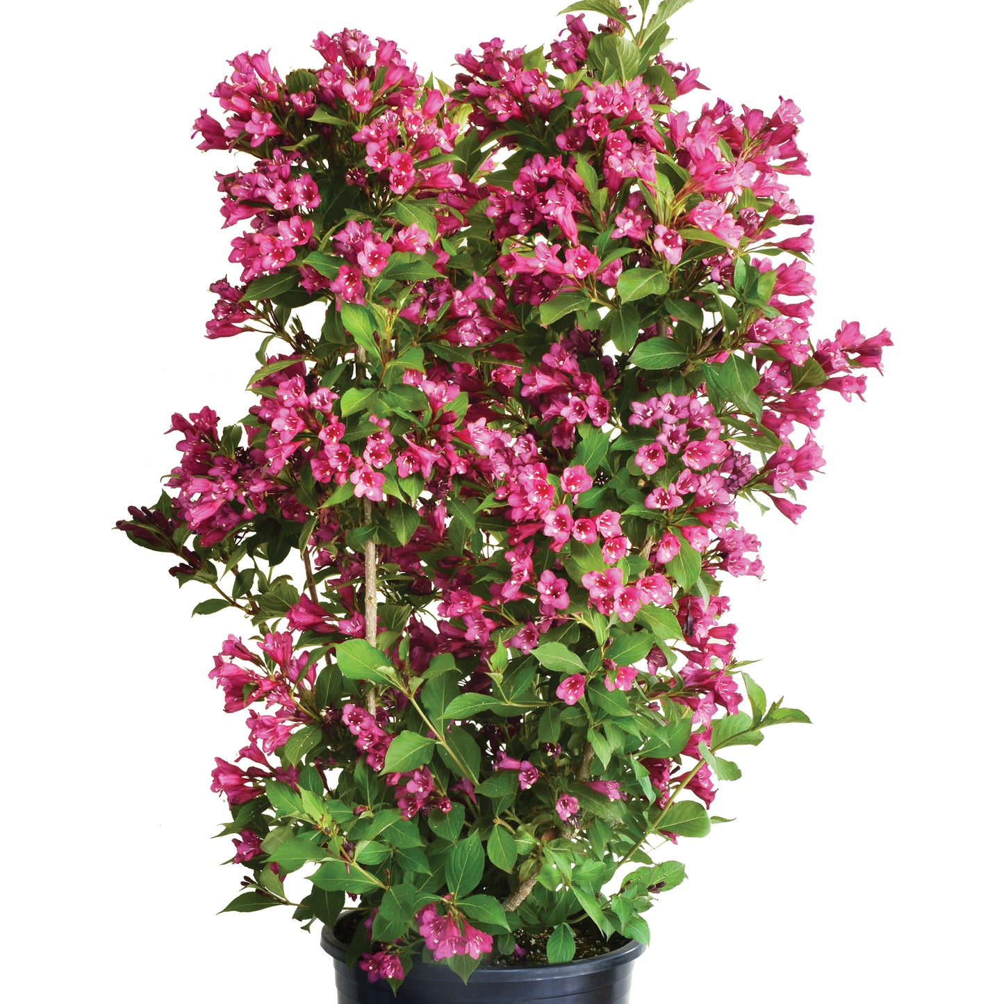 Weigela Cherry