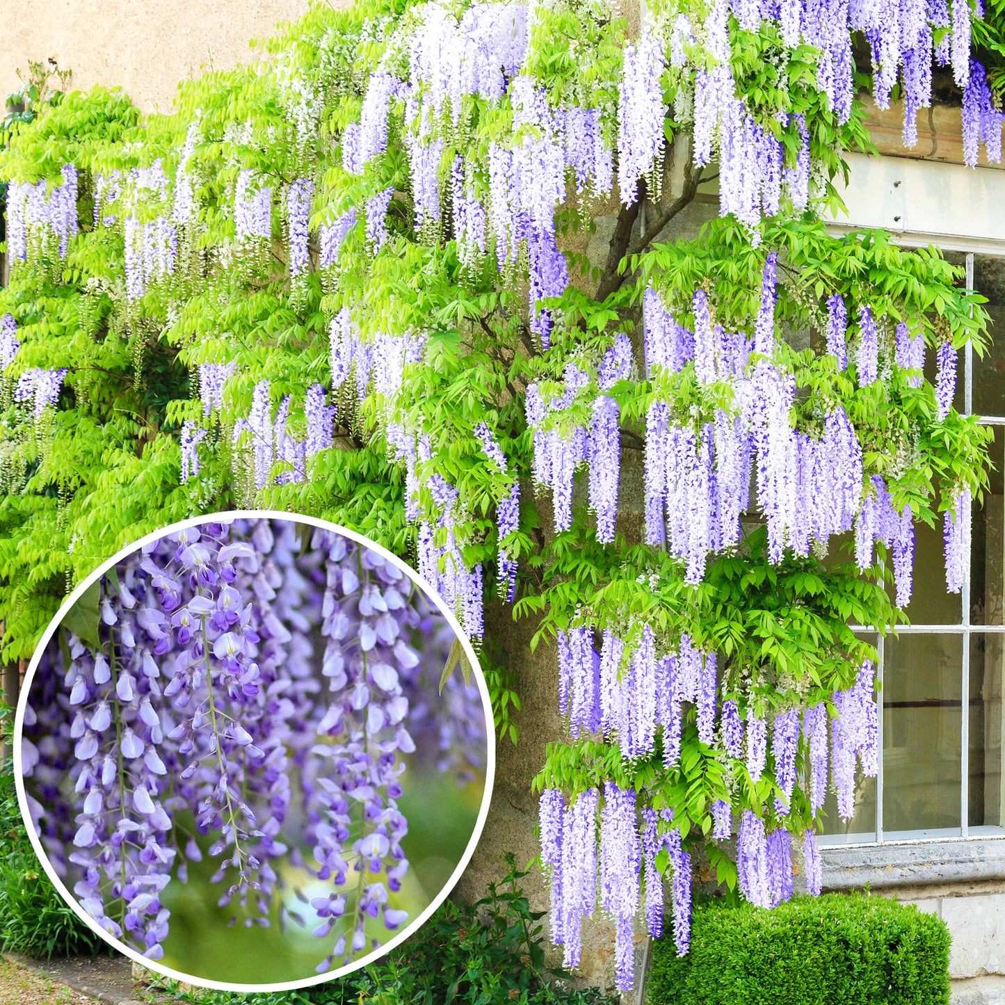 Wisteria Blue