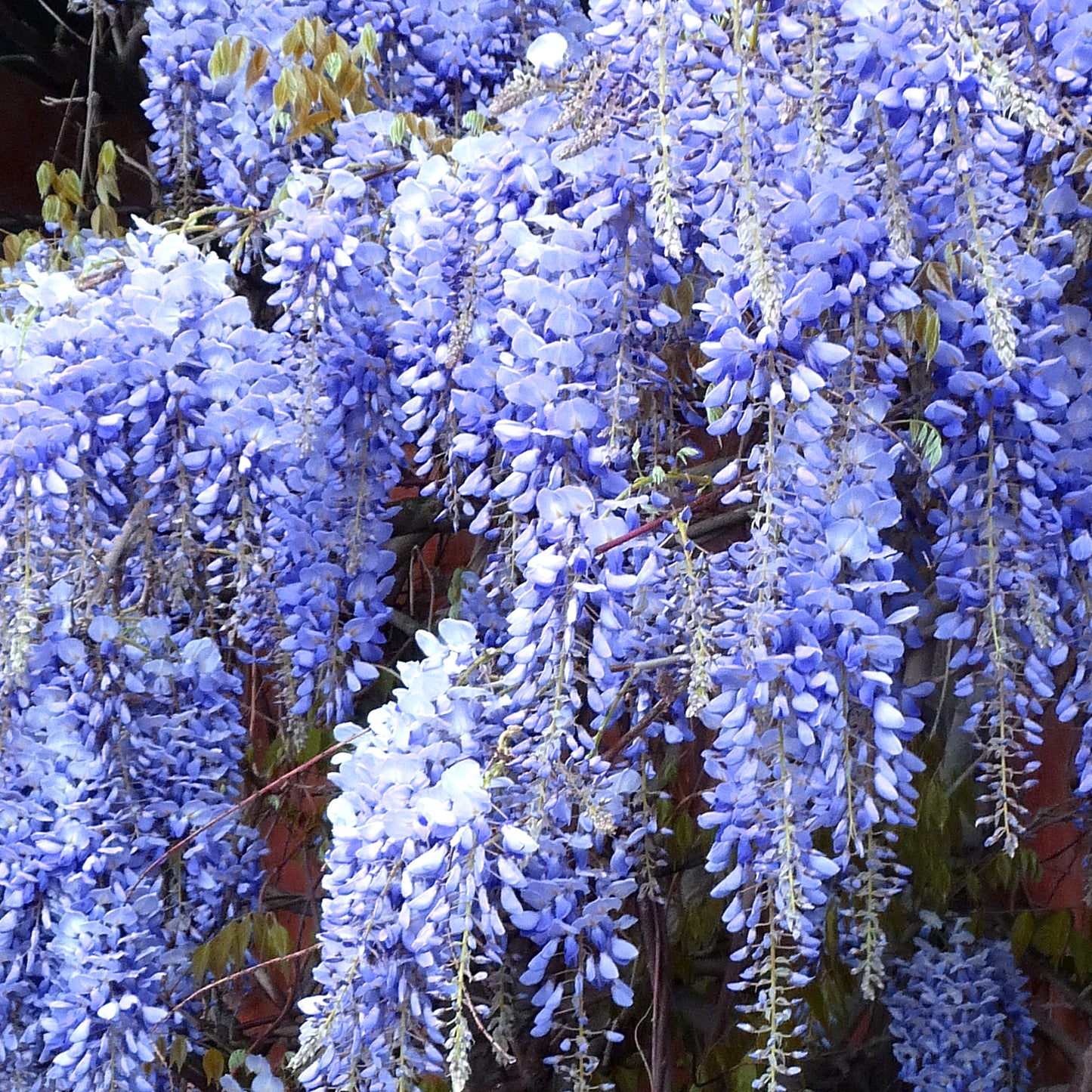 Wisteria Blue