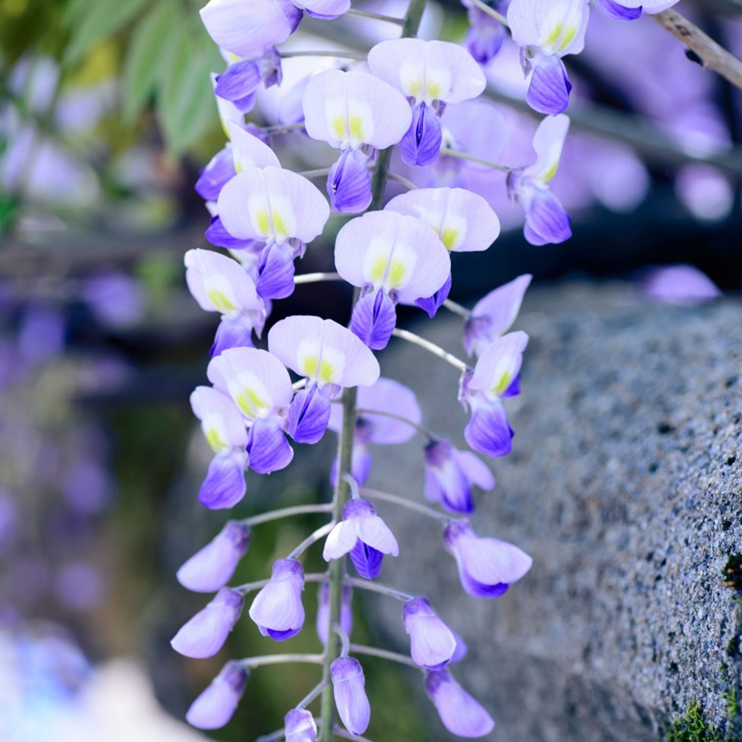 Wisteria Blue