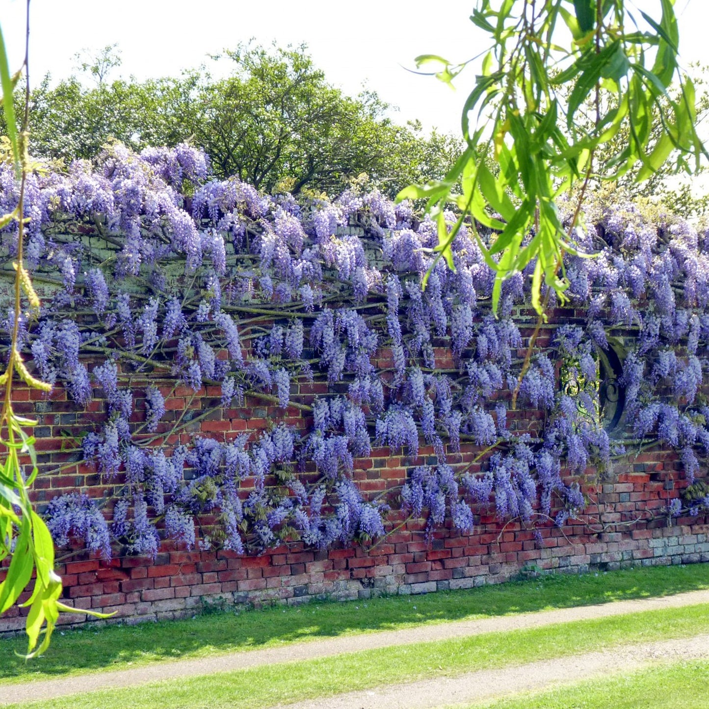 Wisteria Blue