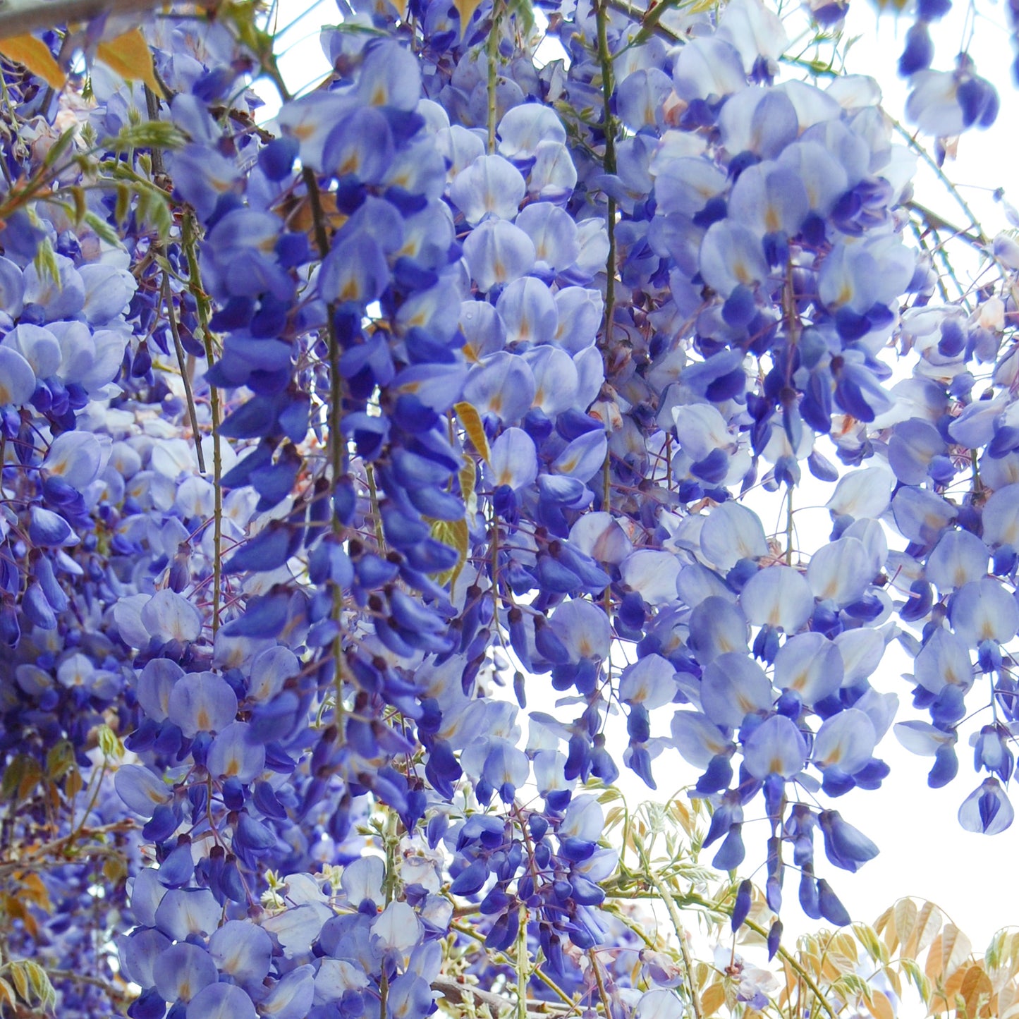 Wisteria Blue