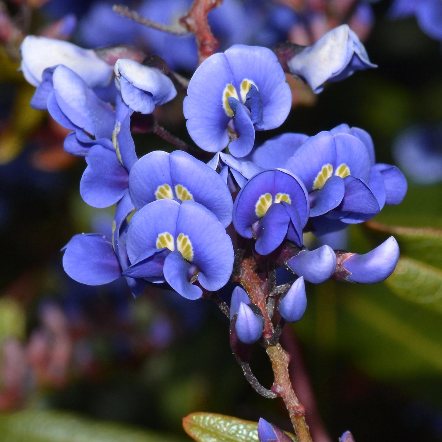 Wisteria Blue