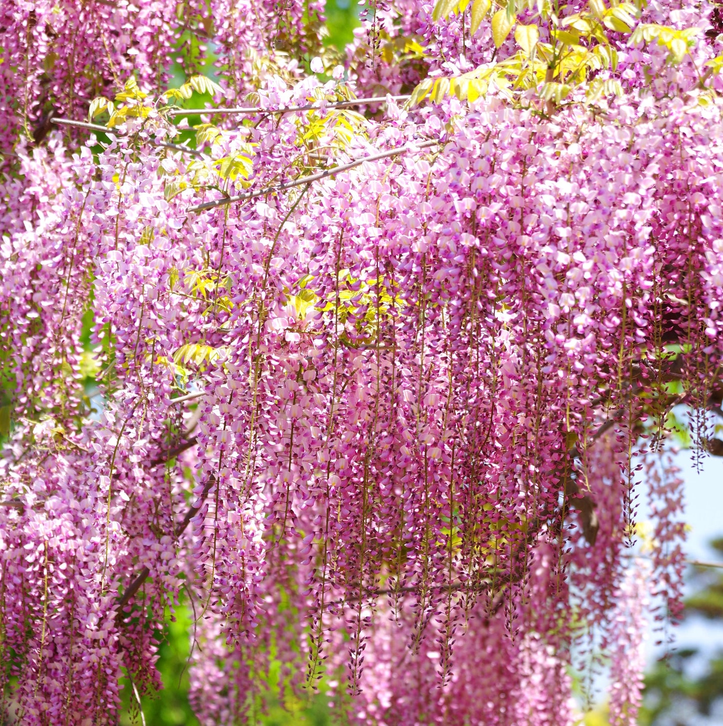 Wisteria Pink