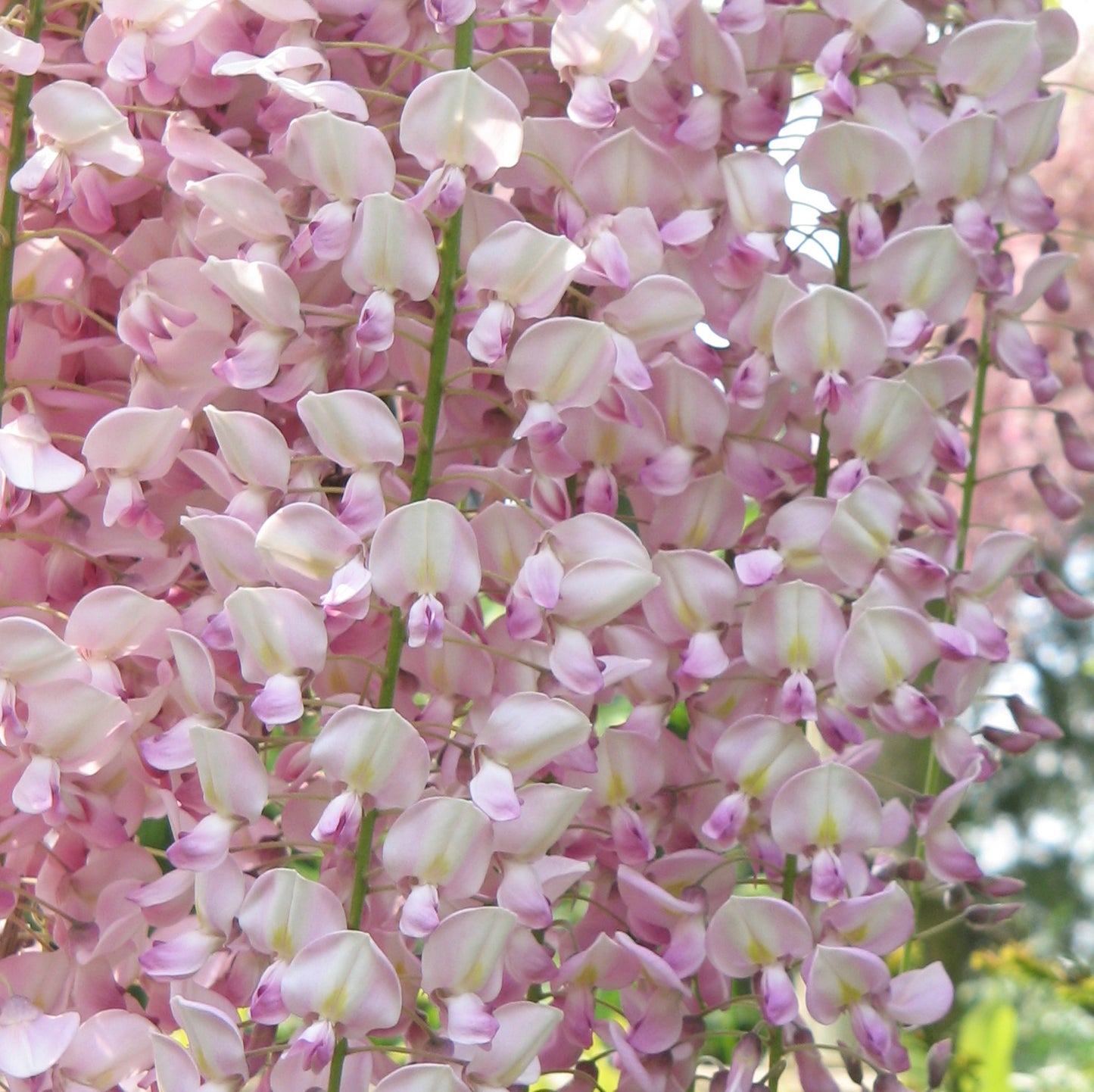 Wisteria Pink