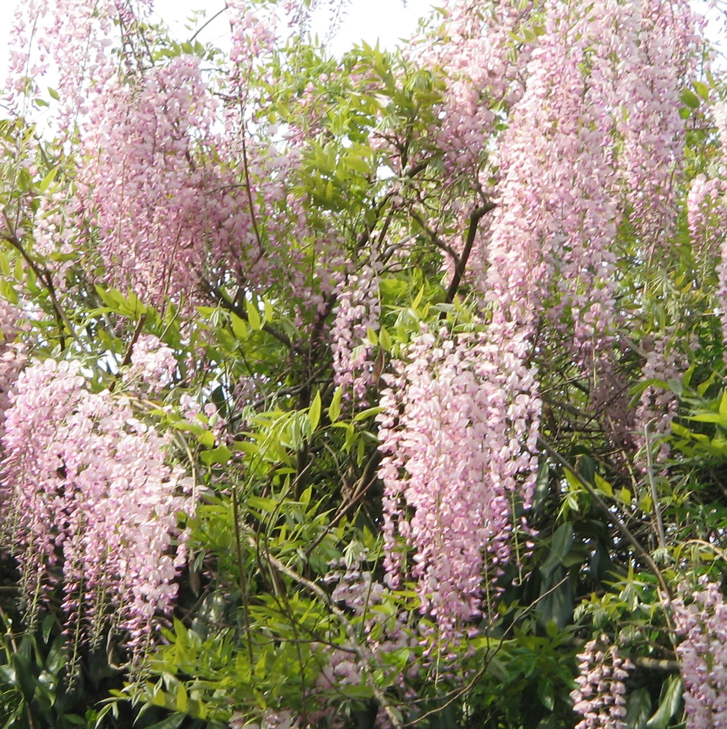 Wisteria Pink