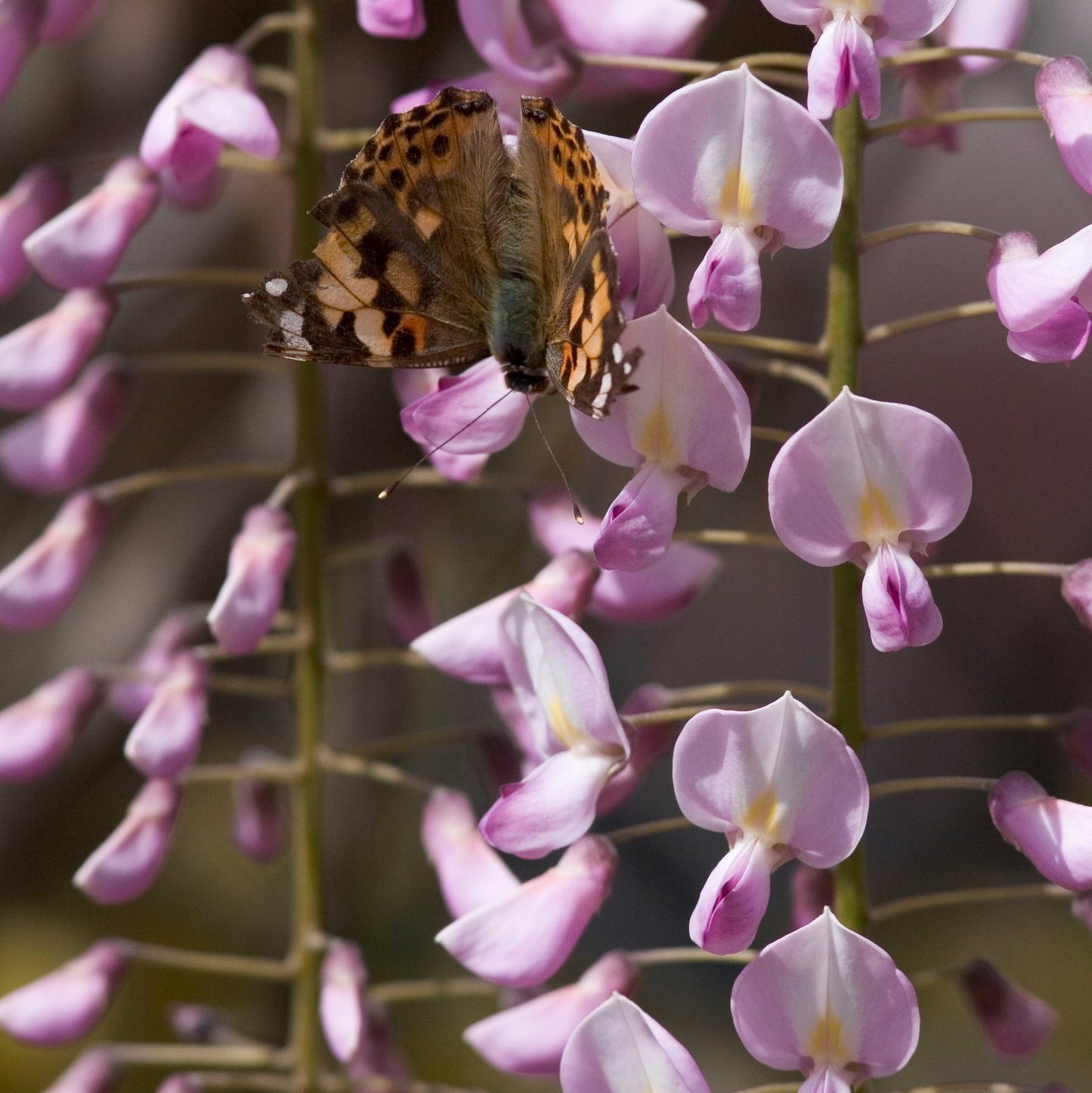 Wisteria Pink