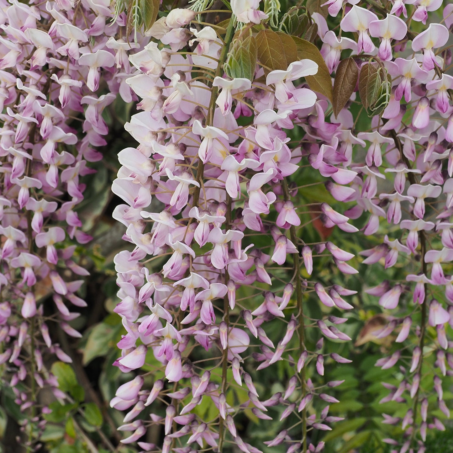 Wisteria Pink