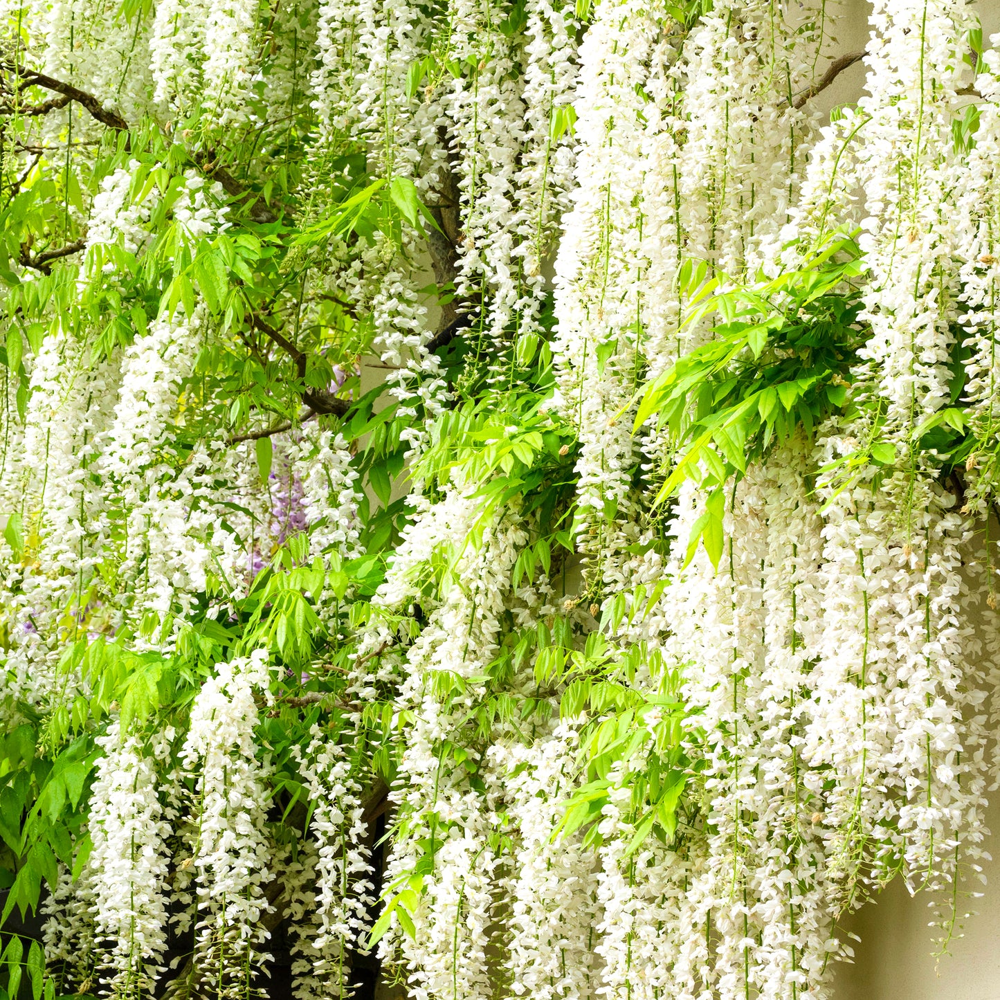 Wisteria White