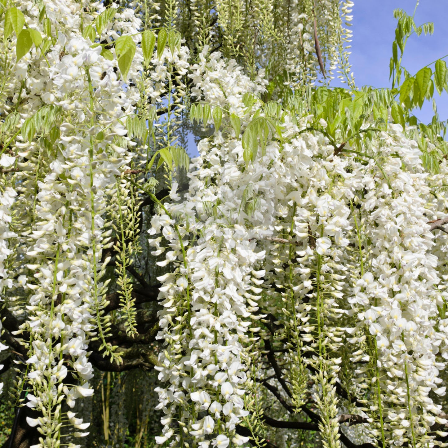 Wisteria White