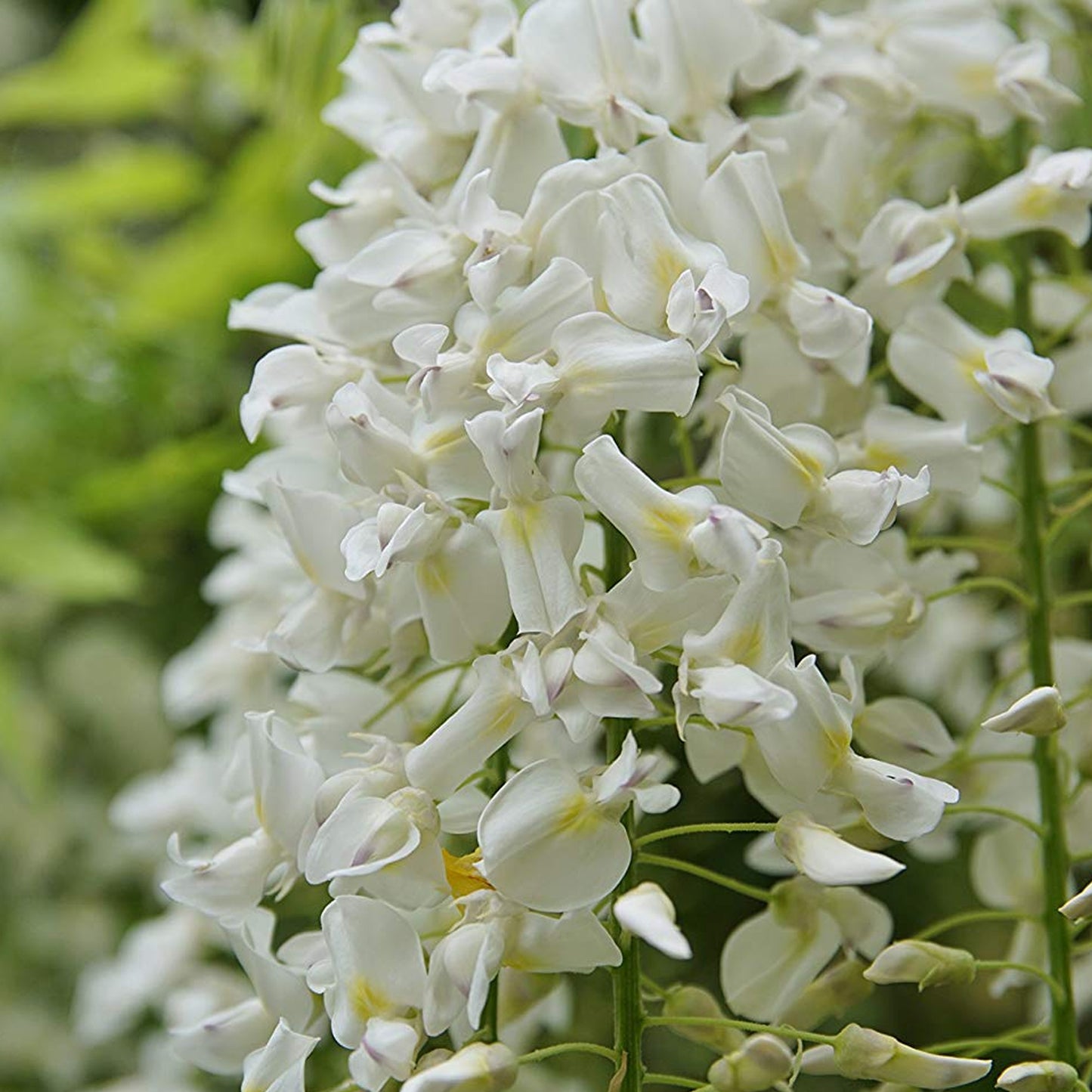 Wisteria White