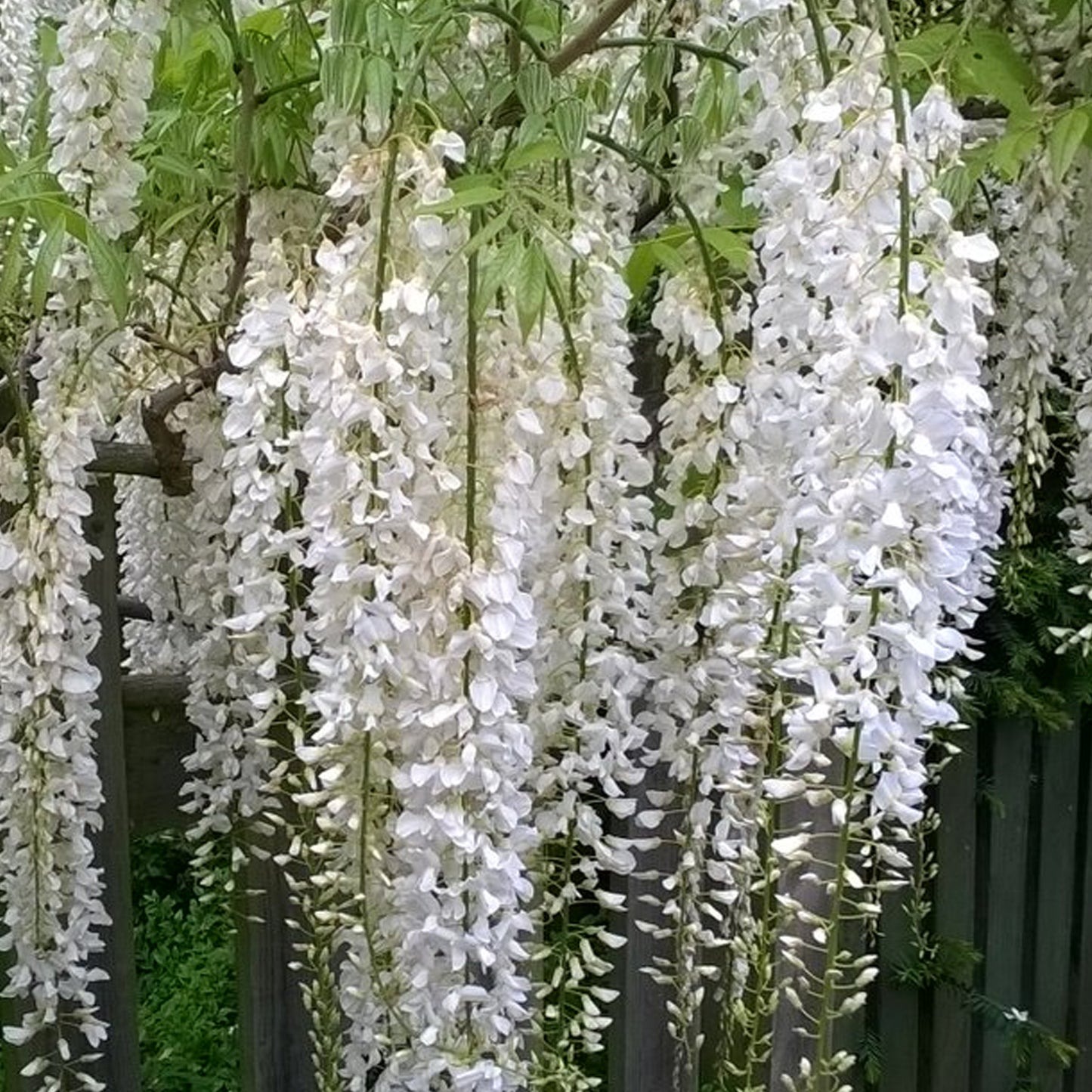 Wisteria White