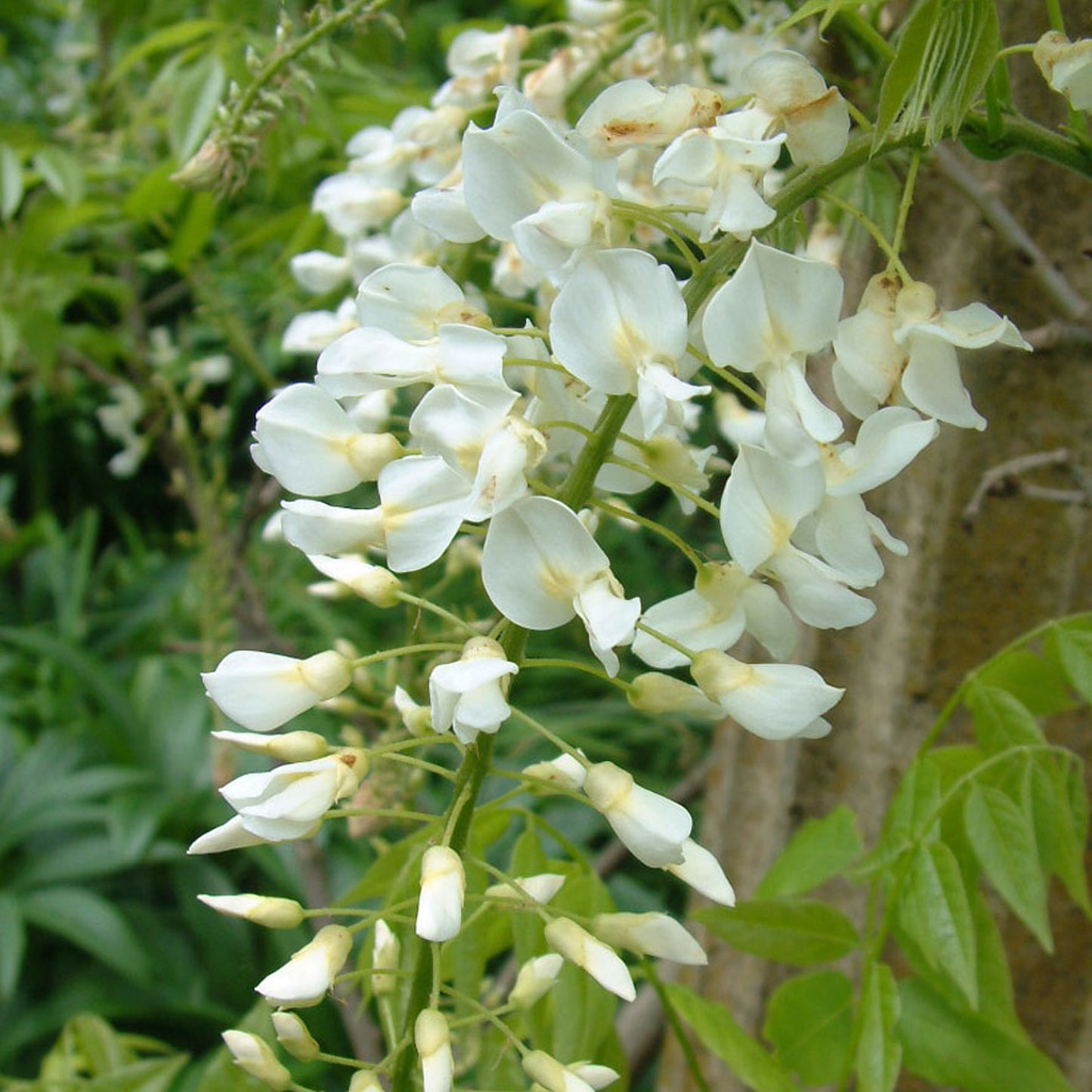 Wisteria White