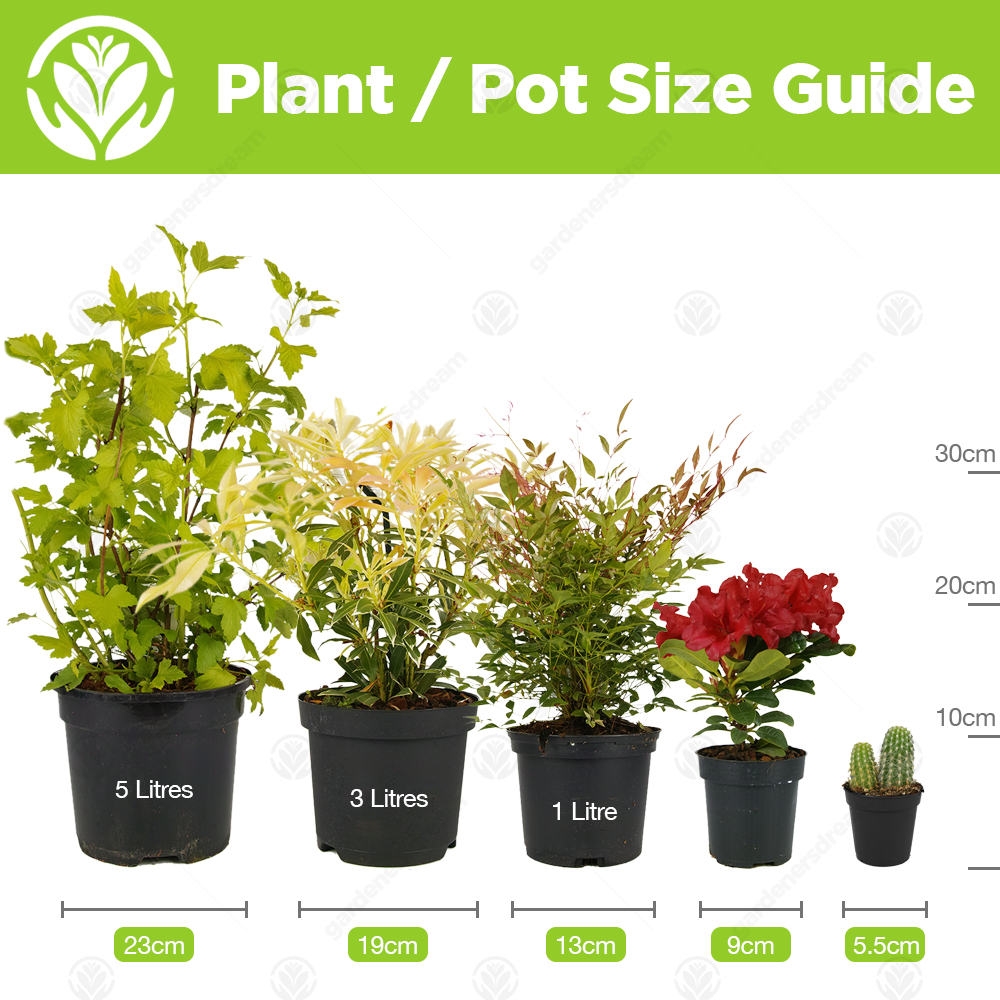 3 litre pot (30-50cm)