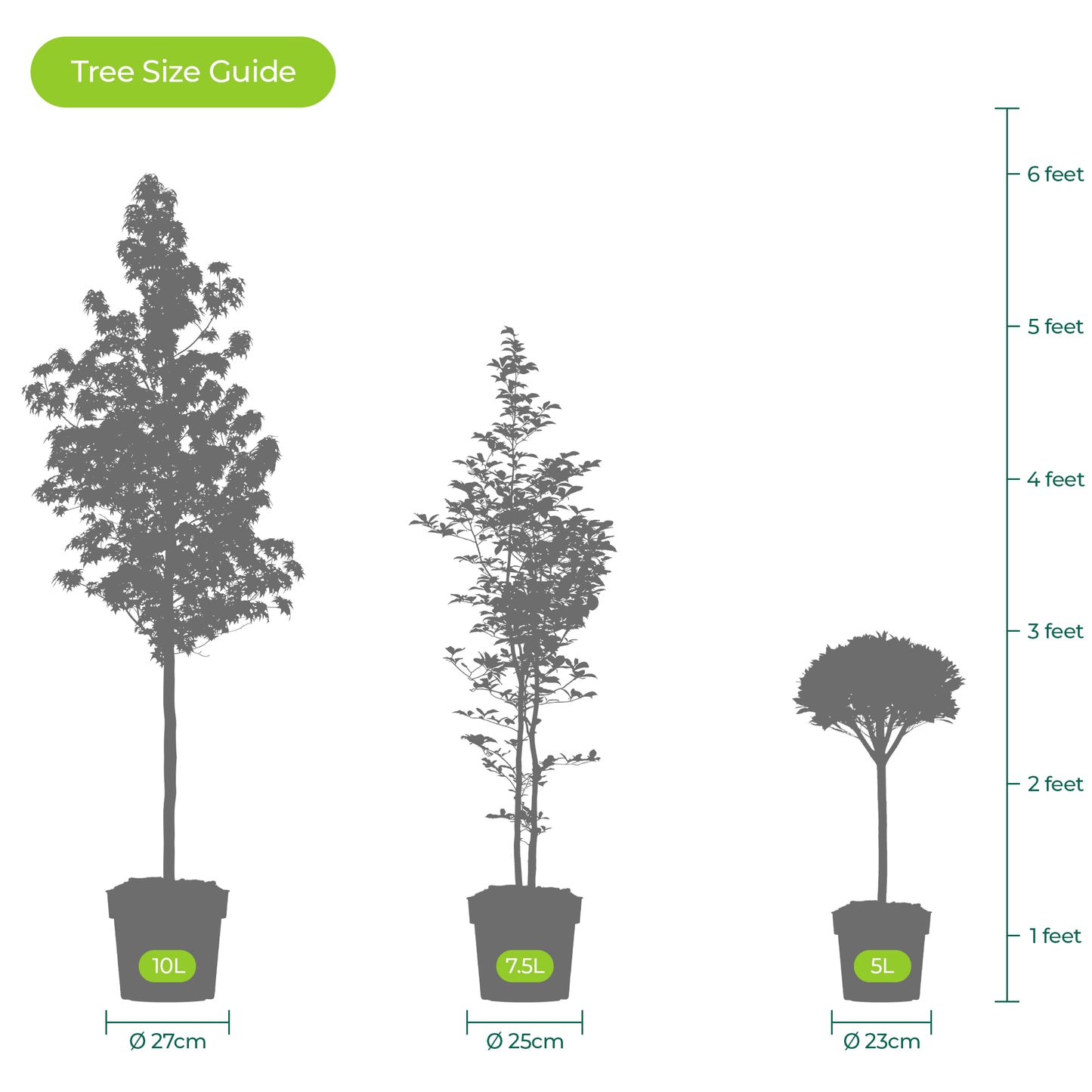 Pear Doyenne du Comice Tree (7.5L, 4-5ft)