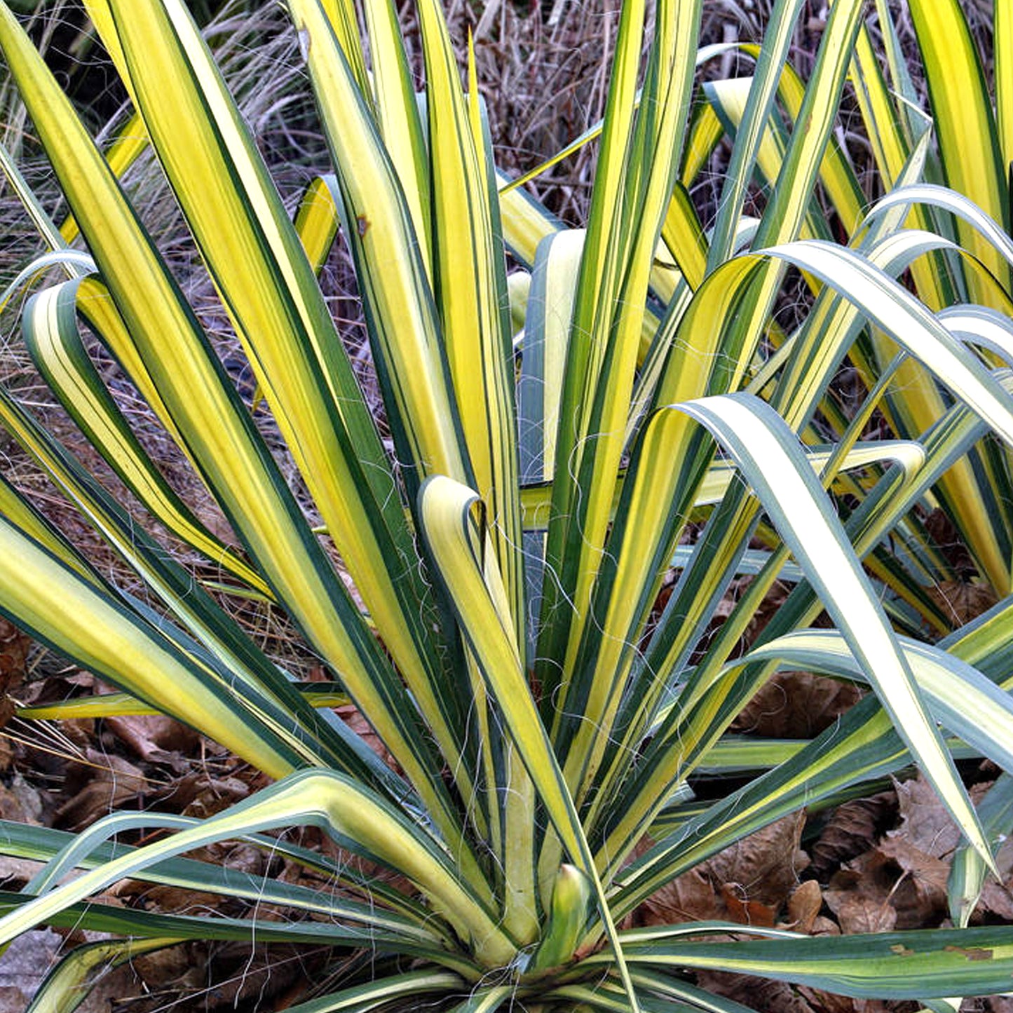 Yucca Colour Guard