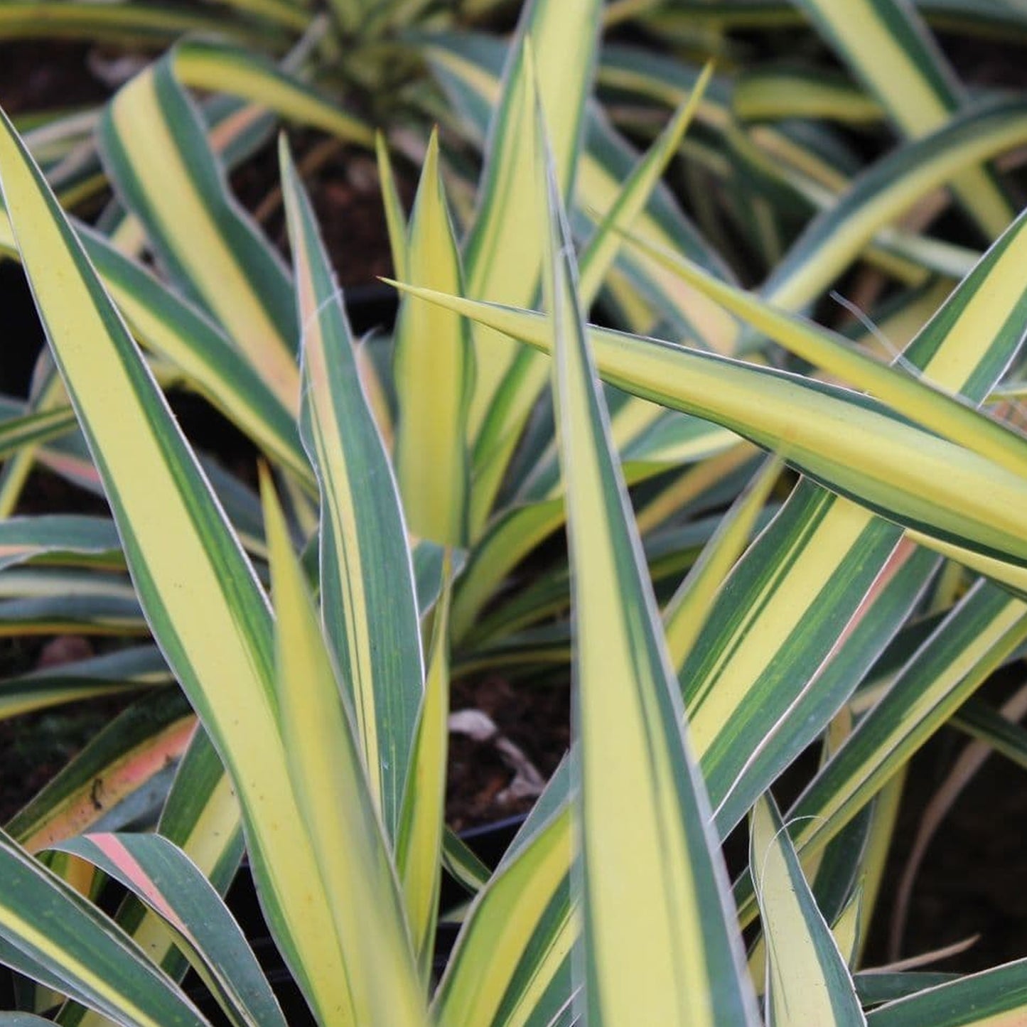 Yucca Colour Guard