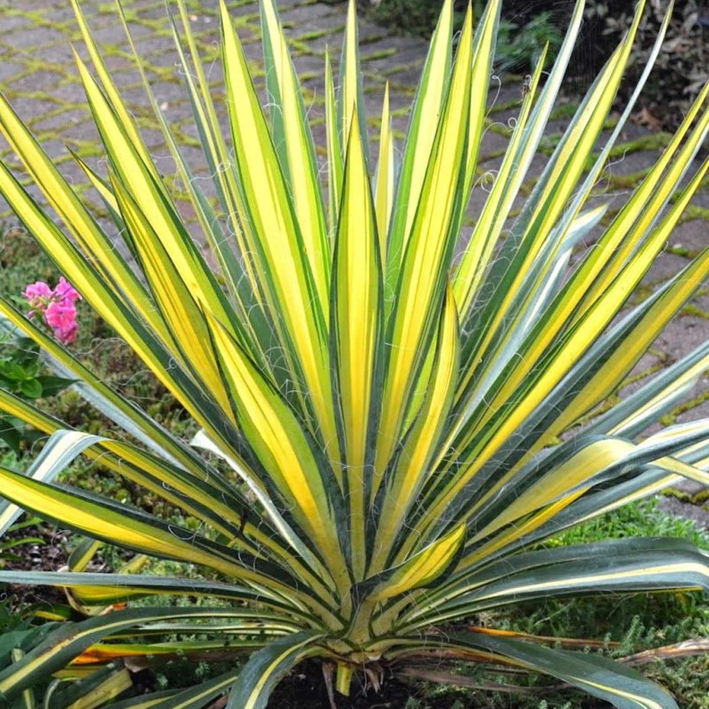 Yucca Colour Guard