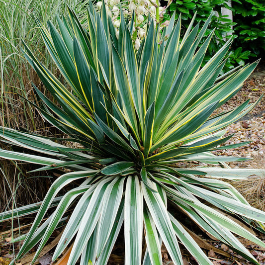 Yucca Variegata