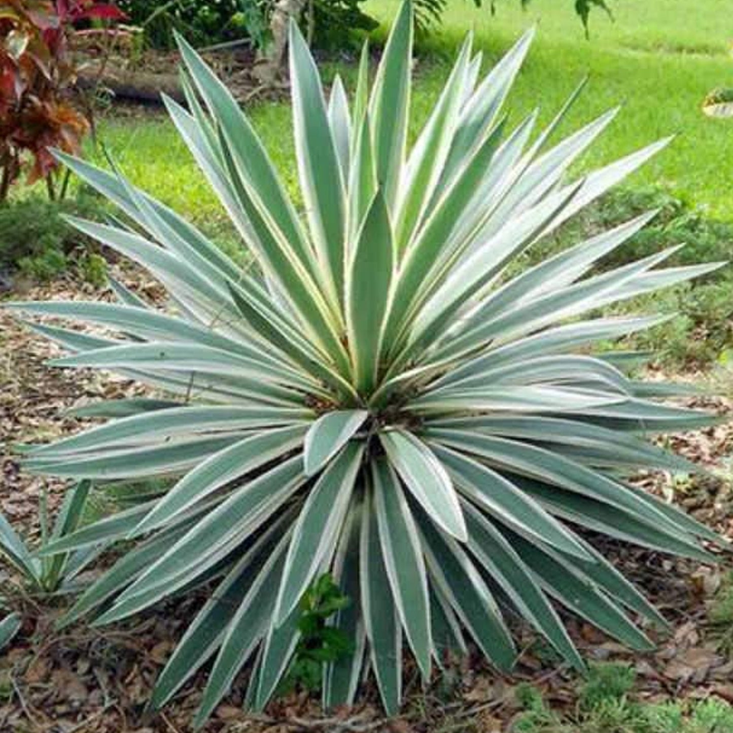 Yucca Variegata