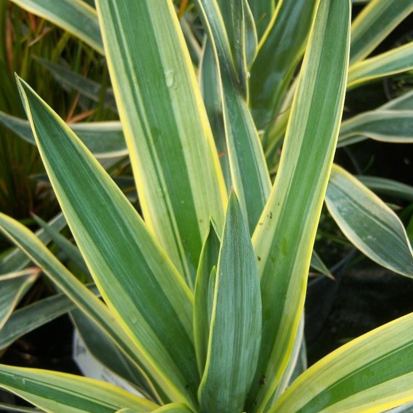 Yucca Variegata